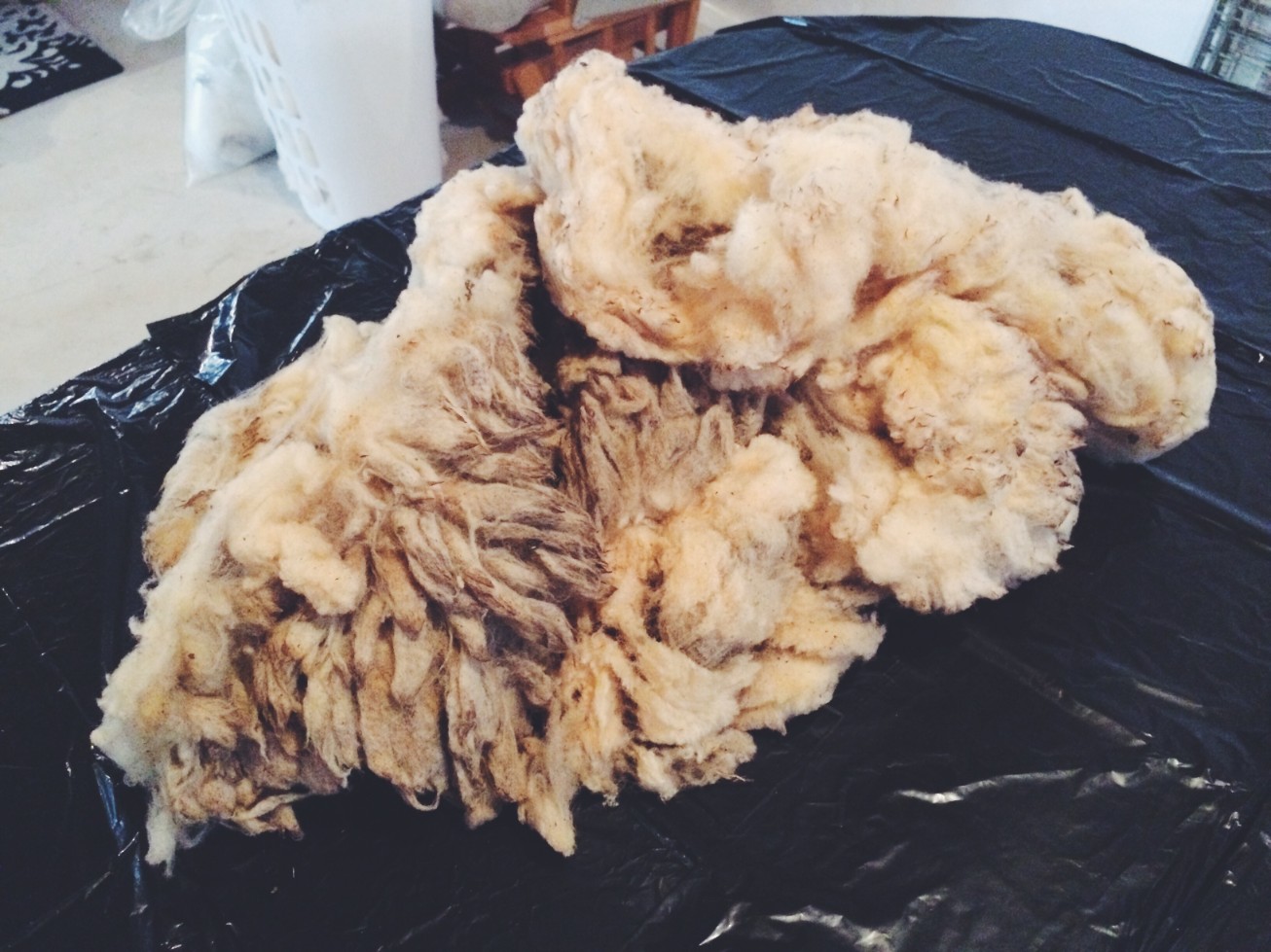 sheep fleece